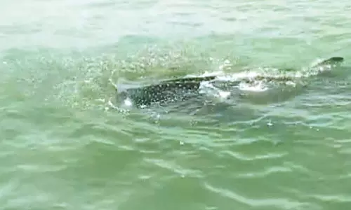 சதுரங்கப்பட்டினத்தில் உணவு தேவைக்காக திமிங்கல சுறாக்கள் கடற்கரை வருகை