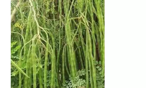 3 டன் முருங்கைக்காய் கொள்முதல்