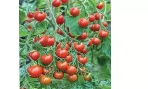 தக்காளி கிலோ ரூ.57-க்கு விற்பனை