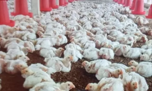 மீன்கள் வரத்து அதிகரிப்பால் கறிக்கோழி விலை குறைந்தது