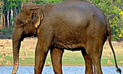 பந்தலூர் அருகே வீடுகளை உடைத்த காட்டு யானைகள் பந்தலூர் அருகே வீடுகளை உடைத்த காட்டு யானைகள்