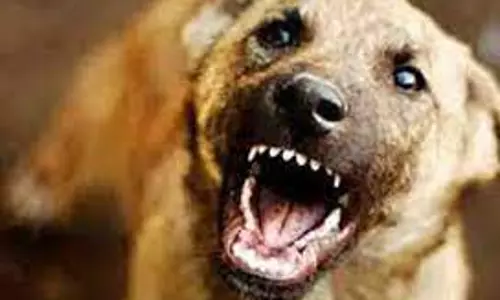 குழந்தை உள்பட 9 பேரை கடித்து குதறிய வெறிநாய்