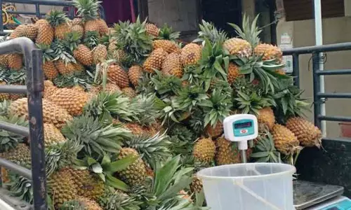 அன்னாசி பழம் வரத்து அதிகரிப்பு