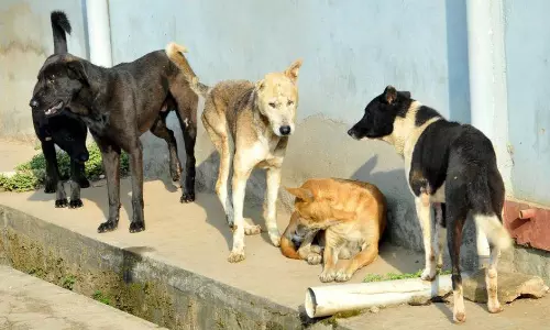 தெரு நாய்கள் தொல்லை தெரு நாய்கள் தொல்லை