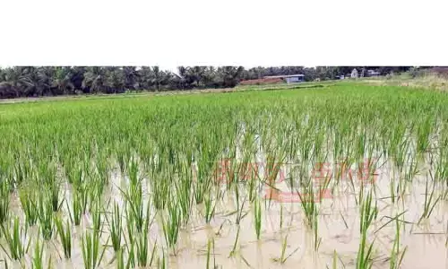 குறுவை சாகுபடிக்கு நாற்று நடவு பணிகள் மும்முரம்