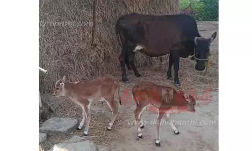2 கன்றுகளை ஈன்ற பசு