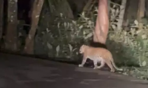 குன்னூர் அருகே சாலையில் சுற்றித்திரிந்த சிறுத்தை குன்னூர் அருகே சாலையில் சுற்றித்திரிந்த சிறுத்தை