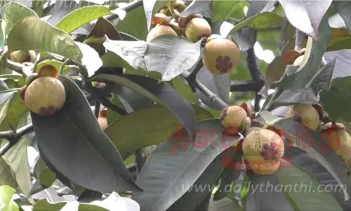 மங்குஸ்தான் பழ சீசன் தொடங்கியது. மங்குஸ்தான் பழ சீசன் தொடங்கியது.