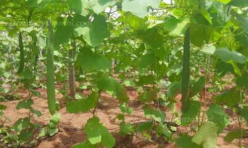 பீர்க்கங்காய் விளைச்சல் அதிகரிப்பு