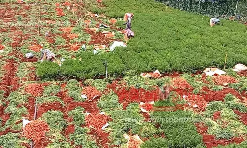 கேரட் கொள்முதல் விலை உயர்வு