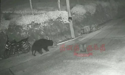 குடியிருப்பில் கரடி நடமாட்டம்