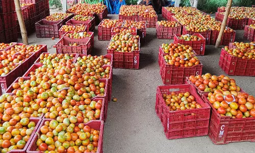 தக்காளி விலை கிடு, கிடு உயர்வு; ஒரு கிலோ ரூ.100-க்கு விற்பனை