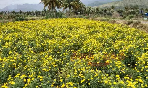 செண்டு பூக்கள் விளைச்சல் அமோகம்