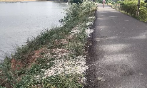 குளத்தில் கொட்டப்படும் கோழி இறைச்சி கழிவுகள் குளத்தில் கொட்டப்படும் கோழி இறைச்சி கழிவுகள்