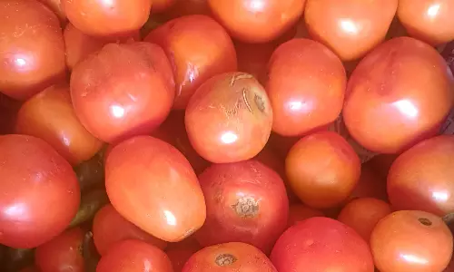 ஒரு கிலோ தக்காளி ரூ.100-க்கு விற்பனை