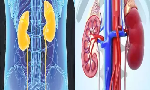 சிறுநீரக செயல்பாடுகள்