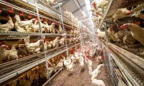 கறிக்கோழி கிலோவுக்கு ரூ.18 சரிவு