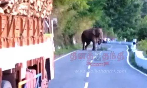மலைப்பாதையில் காட்டு யானை உலா மலைப்பாதையில் காட்டு யானை உலா