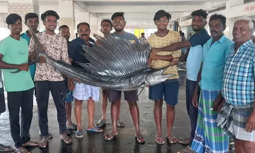 தூத்துக்குடி அருகே மீனவர் வலையில் சிக்கிய 7 அடி நீள அரியவகை மயில் மீன்