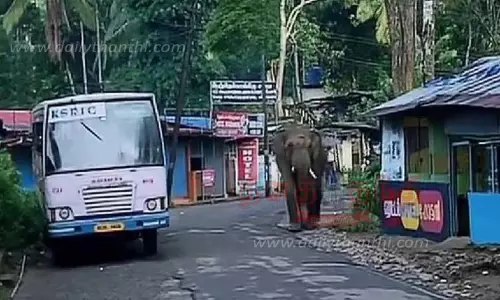 அரசு பஸ்சை வழிமறித்த காட்டு யானை அரசு பஸ்சை வழிமறித்த காட்டு யானை