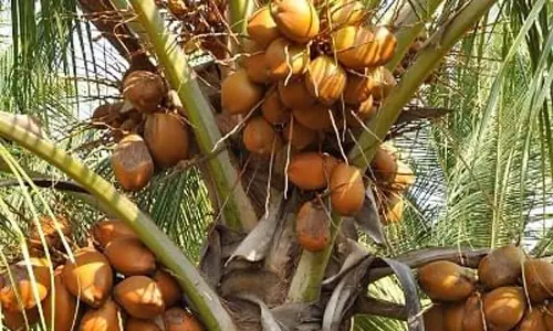 அழிவின் விளிம்பில் தென்னை விவசாயம்