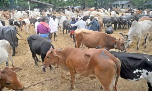 ெபாள்ளாச்சி சந்தையில் ரூ.5 கோடிக்கு மாடுகள் விற்பனை