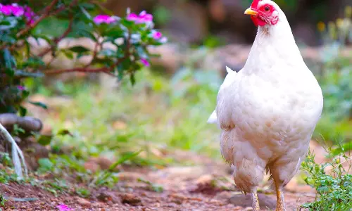 கறி கோழி, முட்டை விலை