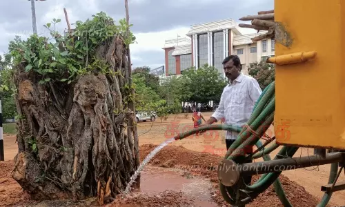 தஞ்சை கலெக்டர் அலுவலகத்தில் நடப்பட்ட 50 ஆண்டு பழமையான ஆலமரம் துளிர்விட்டது