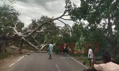 சூறாவளி காற்றினால் 100 ஆண்டு பழமை வாய்ந்த மரம் முறிந்தது சூறாவளி காற்றினால் 100 ஆண்டு பழமை வாய்ந்த மரம் முறிந்தது
