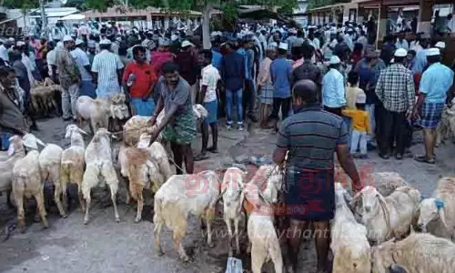 பக்ரீத் பண்டிகையையொட்டி பள்ளப்பட்டியில் ஆட்டுச்சந்தை களை கட்டியது