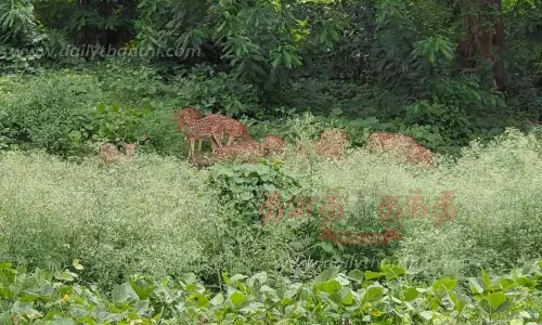 பார்த்தீனியம் செடிகளால் வனவிலங்குகளுக்கு ஆபத்து