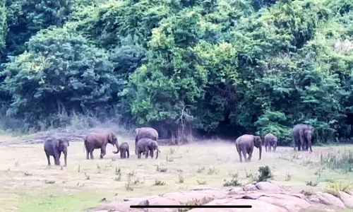 தண்ணீரைத் தேடி அலையும் யானைகள்