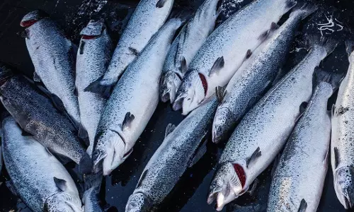 கடைகளில் விற்பனைக்காக வைத்திருந்த 25 கிலோ அழுகிய மீன்கள் பறிமுதல்