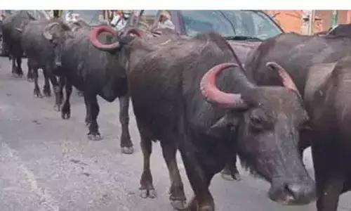 போக்குவரத்துக்கு இடையூறாக சுற்றித்திரிந்த 21 மாடுகள் பிடிபட்டன