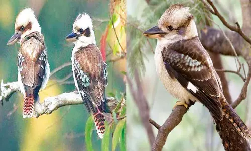 சிரிக்கும் கூக்கபுர்ரா சிரிக்கும் கூக்கபுர்ரா