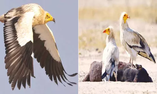 இரையை சாப்பிட கருவிகளை பயன்படுத்தும் மஞ்சள் முக கழுகு