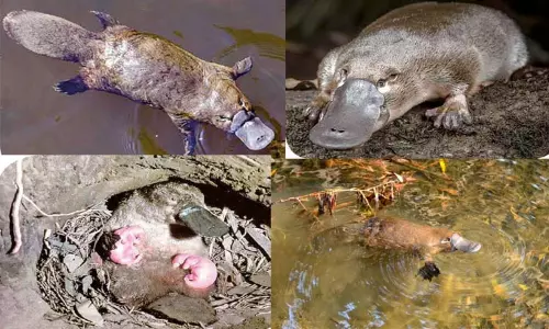 அதிசய விலங்கு வாத்தலகி அதிசய விலங்கு வாத்தலகி