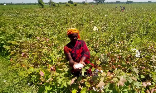 பருத்தி சாகுபடியில் எதிர்பார்த்த மகசூல் கிடைக்கவில்லை - விவசாயிகள்