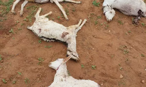 வெறிநாய் கடித்து 5 ஆடுகள் சாவு