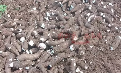 பரமத்திவேலூர் பகுதியில்மரவள்ளிக்கிழங்கு டன் ரூ.1,000 விலை வீழ்ச்சிவிவசாயிகள் கவலை