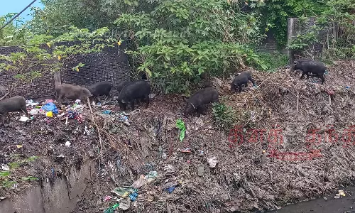 பன்றிகள் சுற்றித்திரிவதால் சுகாதார சீர்கேடு