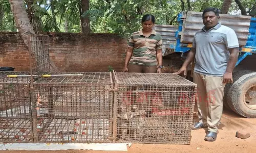 குடியிருப்பு பகுதியில் தொல்லை கொடுத்த குரங்குகள் பிடிபட்டன