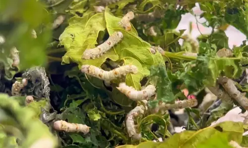 விவசாயிகளுக்கு வழங்கப்பட்ட இளம் பட்டுப்புழு தரம் இல்லாமல் உள்ளது