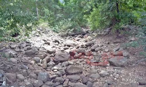 ஆனைமலை புலிகள் காப்பகத்தில் நீரோடைகள் வறண்டன