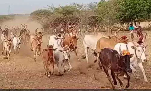 எலவனூரில் 19 ஆண்டுகளுக்கு பிறகு நடந்த எருது ஓட்டம் நிகழ்ச்சி