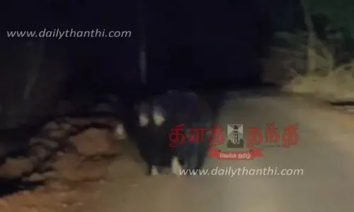 குட்டிகளை முதுகில் சுமந்தபடி சாலையில் உலா வந்த கரடி; சமூக வலைதளத்தில் வீடியோ வைரல்