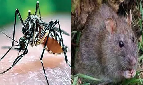 கேரளாவில் டெங்கு-எலி காய்ச்சலுக்கு 8 பேர் பலி..! கேரளாவில் டெங்கு-எலி காய்ச்சலுக்கு 8 பேர் பலி..!