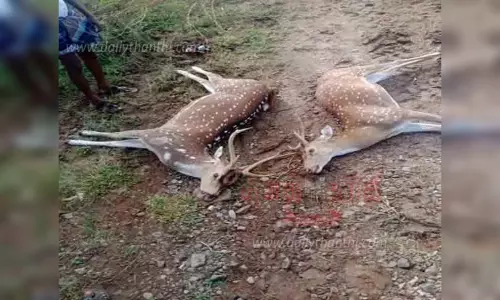 வாகனம் மோதி 2 மான்கள் பலி