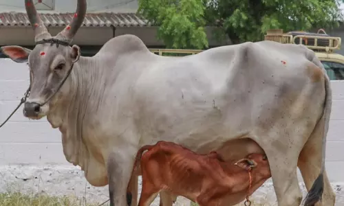 பழையகோட்டை மாட்டுத்தாவணியில் ரூ.65 ஆயிரத்துக்கு காங்கயம் இன மயிலை பசுமாடு விற்பனை