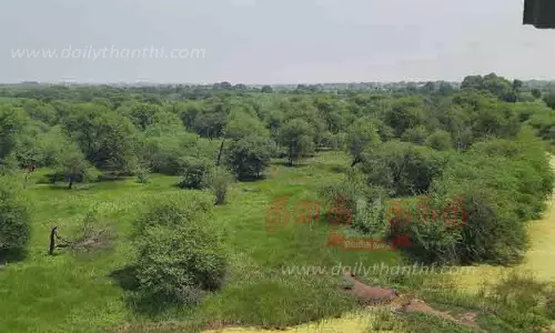 காஞ்சிரங்குளம், சித்திரக்குடி பறவைகள் சரணாலயத்திற்கு வைகை தண்ணீர் கொண்டு வரப்படுமா?